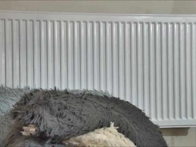 curvyana on BongaCams